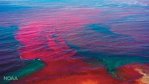 Красного прилива цвет